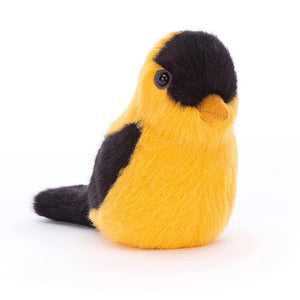 Chardonneret - Birdling Goldfinch